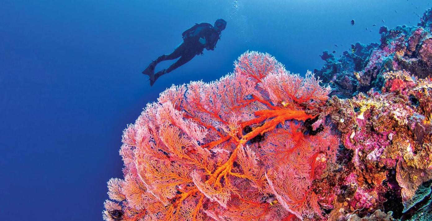 Pristine Paradise Dive Resort - Togean Islands, Una Una Pulau Unauna Dış mekan fotoğraf