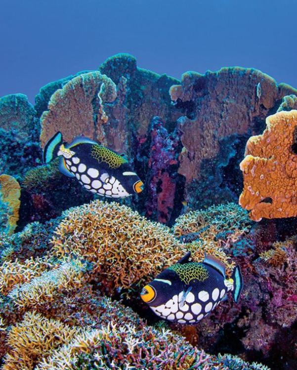 Pristine Paradise Dive Resort - Togean Islands, Una Una Pulau Unauna Dış mekan fotoğraf